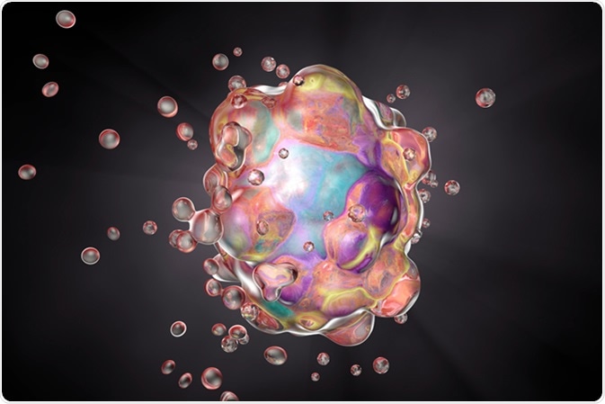 Cell apoptosis, a process of programmed cell destruction that occurs in multicellular organisms, 3D illustration showing changes in cellular morphology, blebbing, cell shrinkage. Image Credit: Kateryna Kon / Shutterstock