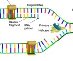 Mechanism of DNA Synthesis