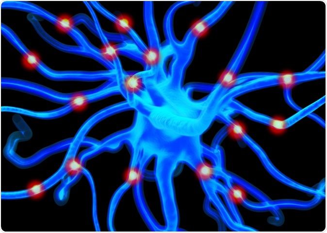Neuron or nerve cells which form part of the nervous system which process and transmit information by electrical and chemical signalling. Image Credit: royaltystockphoto.com / Shutterstock