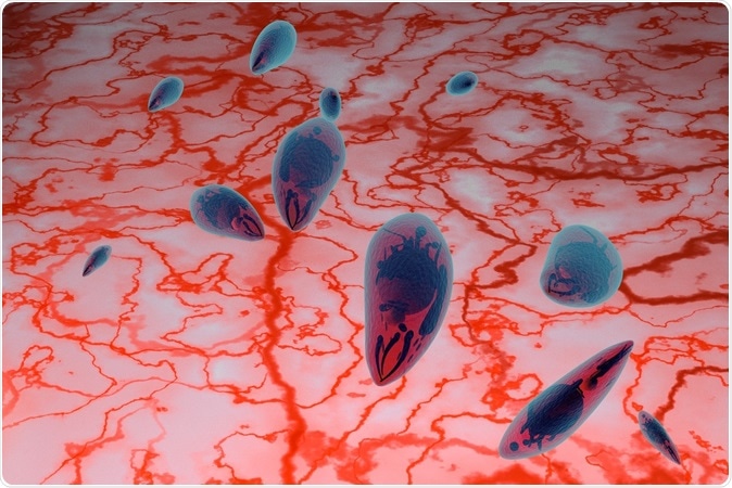 Toxoplasma gondii in venous blood - toxoplasmosis. Image Credit: fotovapl / Shutterstock