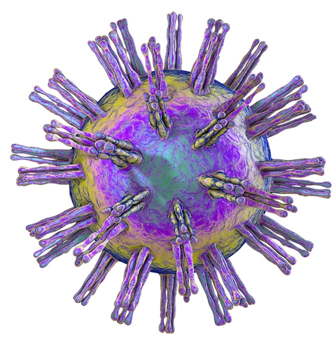 Human Herpes simplex virus isolated on white background. 3D illustration. Image Credit: Kateryna Kon