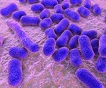 Researchers discover how Acinetobacter baumannii can survive on hospital surfaces without water