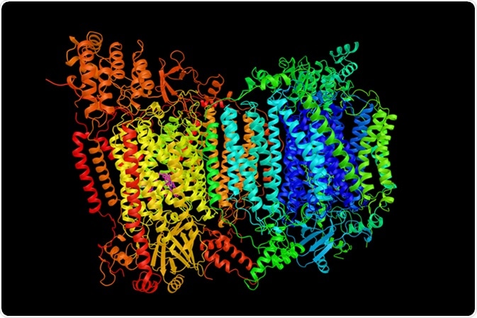 Cytochrome c oxidase, subunit Vb, a subunit of mitochondrial cytochrome c oxidase complex, an oligomeric enzymatic complex which is a component of the respiratory chain complex. 3d rendering. Image Credit: ibreakstock / Shutterstock