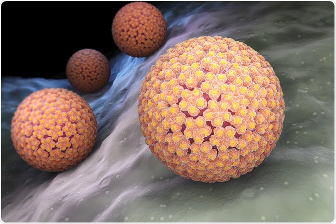 Human papillomavirus (HPV) is a DNA virus from the papillomavirus family. 3D illustration. Image Credit: Tatiana Shepeleva / Shutterstock