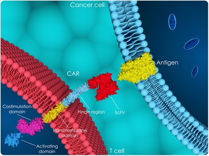 3D illustration of chimeric antigen receptor (CAR) T-cell therapy. Image Credit: Meletios Verras / Shutterstock