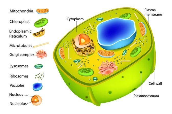 Plant Cell Diagram. Image Credit: Sakurra / Shutterstock