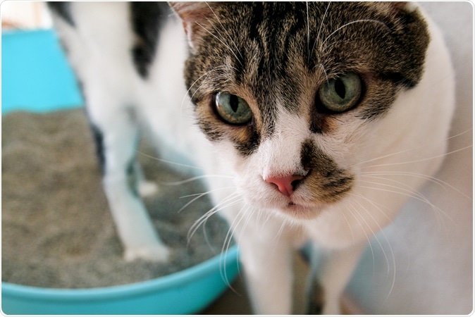 Cat using toilet, cat in litter box. Image Credit: Zoran Photographer / Shutterstock