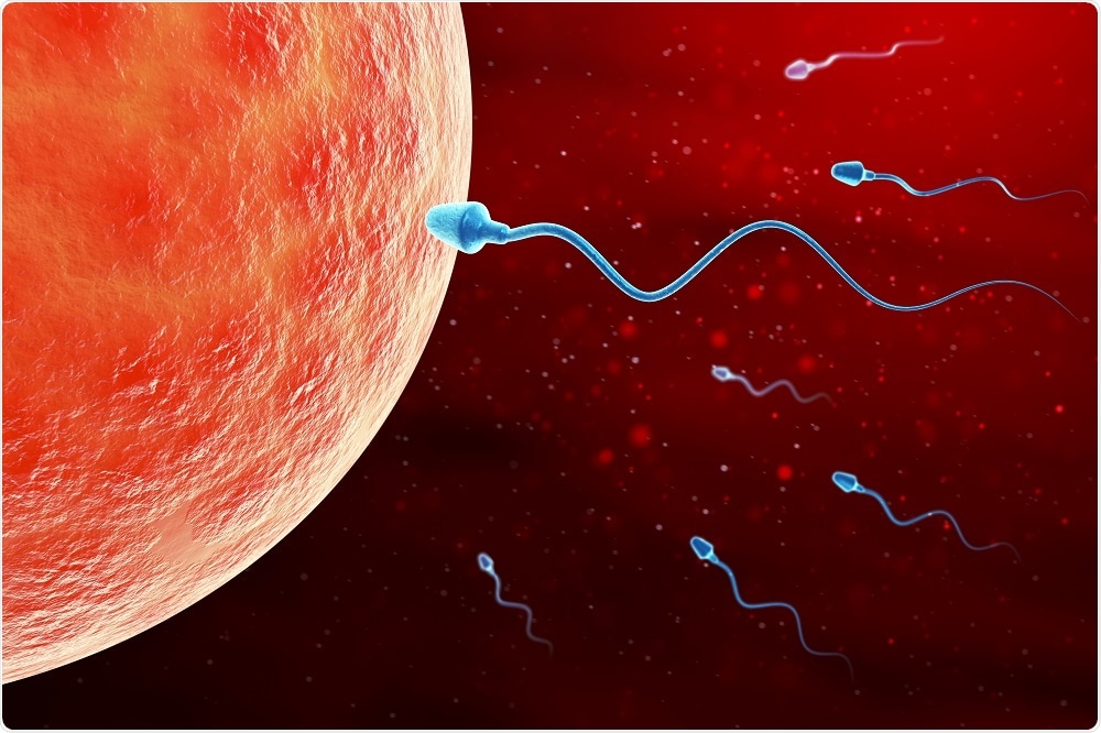 Sperm swimming towards the egg in the process of fertilization