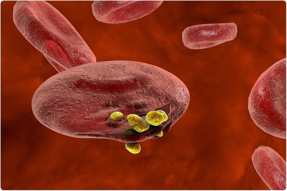 Malaria parasite bursting out of a red blood cell