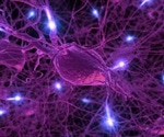 PRDM16 in Neural Stem Cells