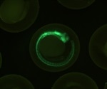 Fluorescent zebrafish genes provide clues about neuroblastoma