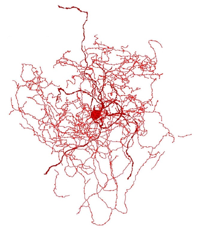 A reconstruction of a newly discovered type of human neuron. The researchers who identified the new cell type dubbed it a ‘rosehip neuron’ for its compact, budlike shape. Image courtesy of Boldog, et al.; Nature Neuroscience.