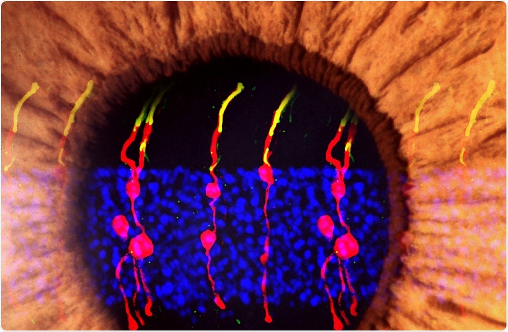 Photoreceptors in eye of mouse with congenital blindness