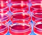Novel mechanism enhances the formation of hematopoietic stem cells