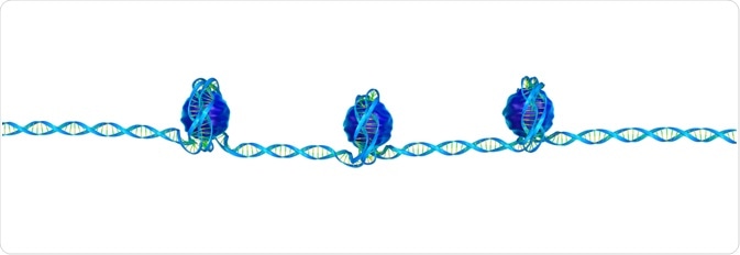 DNA tightly coiled