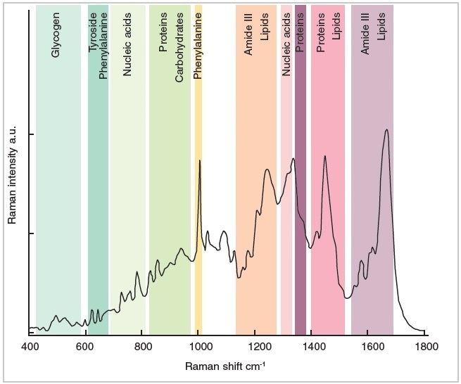 Typical biological tissue Raman spectrum demonstrating the wealth of information obtained from a single measurement