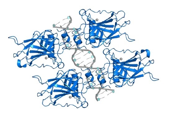 p53 tetramer interacting with DNA. Source: PDBe 3kz8