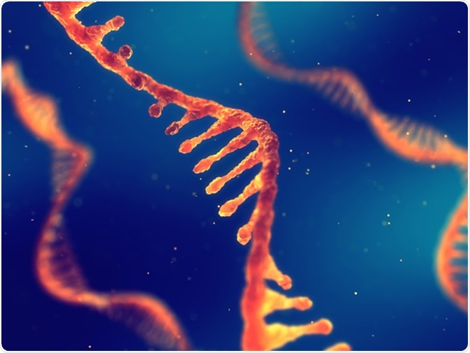 Single strand ribonucleic acid, RNA research and therapy, 3d illustration. Image Credit: Nobeastsofierce / Shutterstock