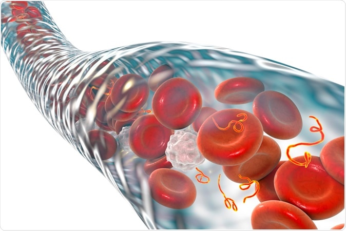 Ebola viruses in blood of a patient with Ebola hemorrhagic fever, 3D illustration. Viruses are seen as small orange thread-like structures between blood cells. Image Credit: Kateryna Kon / Shutterstock