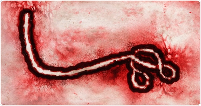 Microscopic view of Ebola Virus. Image Credit: Valeniker / Shutterstock