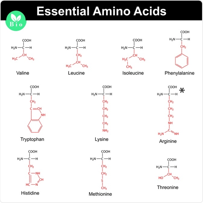 Main essential amino acids with marked radicals, chemical structural formulas. Image Credit: Chromatos / Shutterstock
