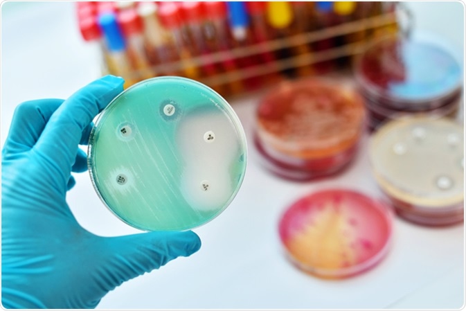 Antimicrobial susceptibility testing in petri dish. Image Credit: Jarun Ontakrai / Shutterstock