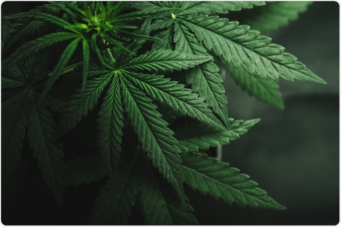 Marijuana leaves, cannabis on a dark background, beautiful background, indoor cultivation. Image Credit: Yarygin / Shutterstock