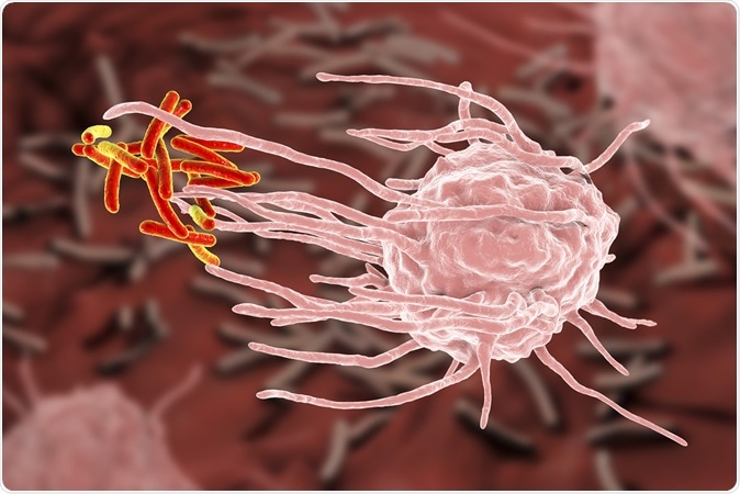 Macrophage engulfing tuberculosis bacteria Mycobacterium tuberculosis, 3D illustration. Image Credit: Kateryna Kon / Shutterstock
