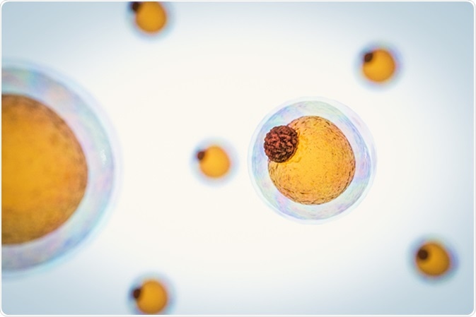 3d render of fat cells. Image Credit: CI Photos / Shutterstock