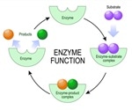 What is an Enzyme Cofactor?