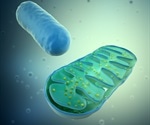 Mitochondrial pathway found to be involved in breast cancer