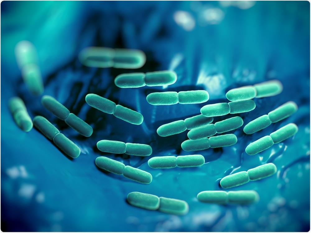 C. difficile in the human gut