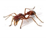 Red bull ant venom study could lead to better treatments for pain