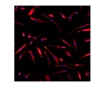 Axol's Human iPSC-derived Microglia for neuroimmunology research