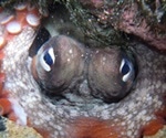 Under the sea, in an octopus' garden on ecstacy - neuroresearch
