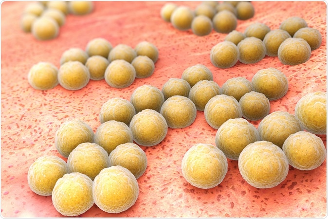 Methicillin-resistant Staphylococcus aureus (MRSA) is a bacterium responsible for several difficult-to-treat infections in humans. Image Credit: Tatiana Shepeleva / Shutterstock