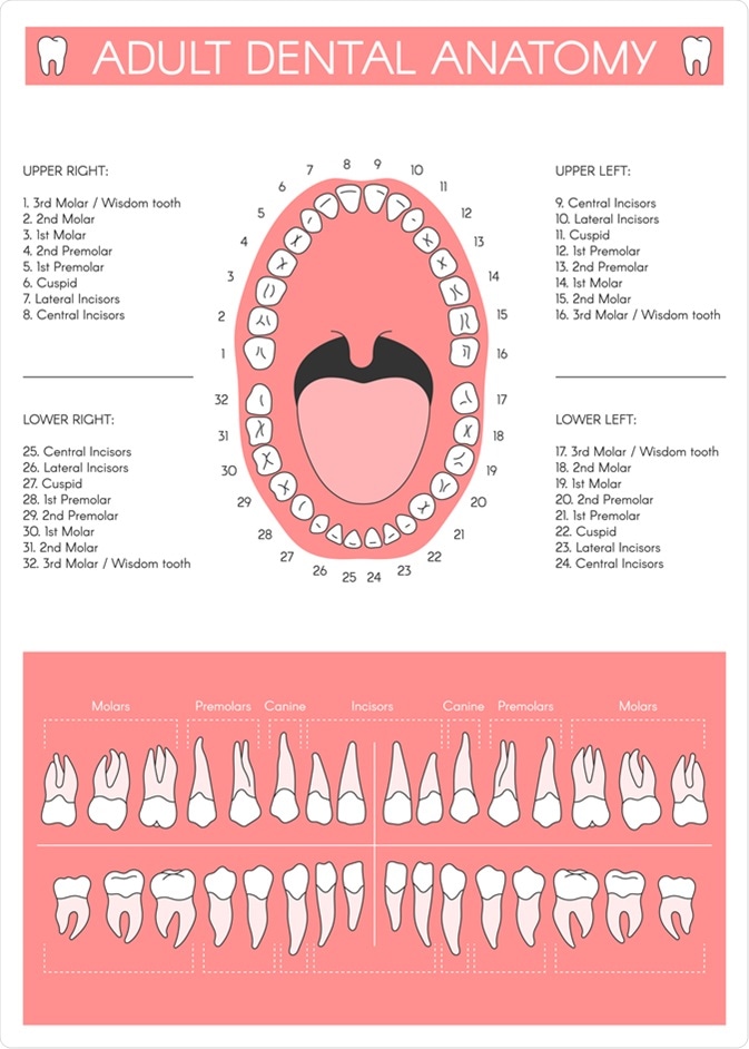 Adult dental chart. Diagram of human teeth numbering and names. Image Credit: EgudinKa / SHutterstock