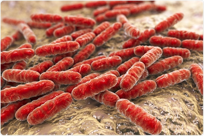Bacteria Lactobacillus, lactic acid bacteria which are part of normal flora of human intestine and are used as probiotics and in yoghurt production, 3d illustration. Image Credit: Kateryna Kon / Shutterstock