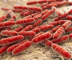Probiotics do not really help says latest research