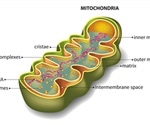 Analyzing Mitohormesis