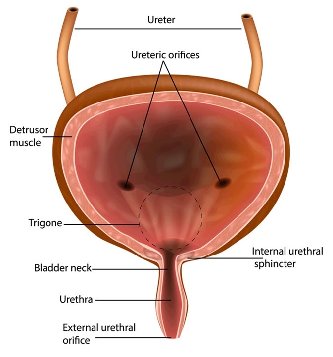 Anatomical structure of the bladder. Image Credit: Sakurra / Shutterstock