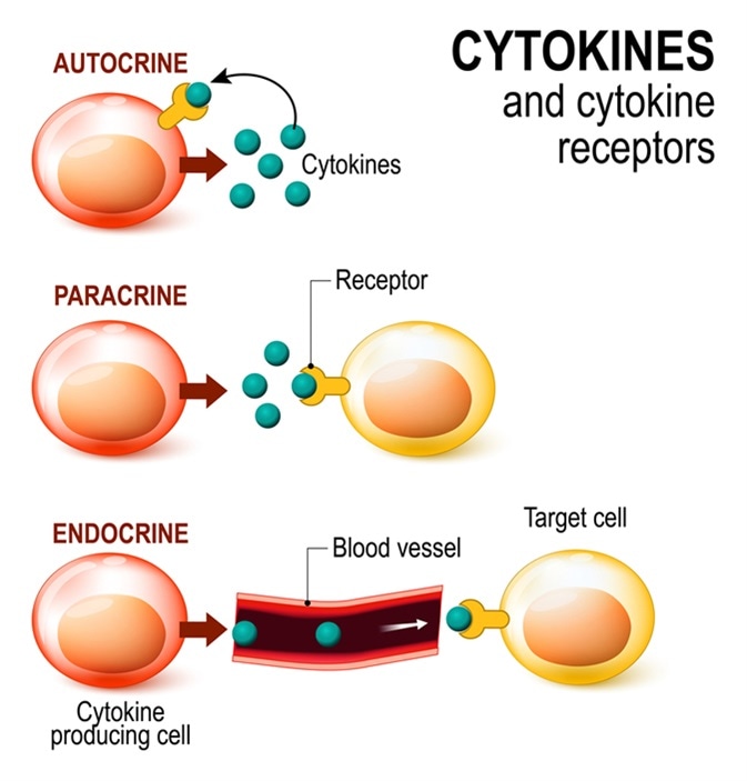 Cytokines and Cytokine receptor. signal transduction between cells. endocrine, paracrine and autocrine secretion. Image Credit: Designua / Shutterstock
