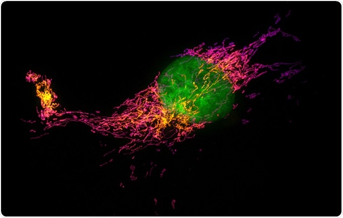 Structured illumination microscopy (SIM) images of a bovine pulmonary artery endothelial cell stained with fluorescent dyes for mitochondria and nucleus. Maximum intensity projection of a z-stack. Image Credit: Micha Weber / Shutterstock