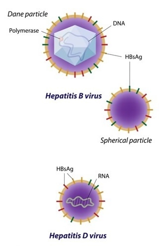 Hepatitis D and Hepatitis B