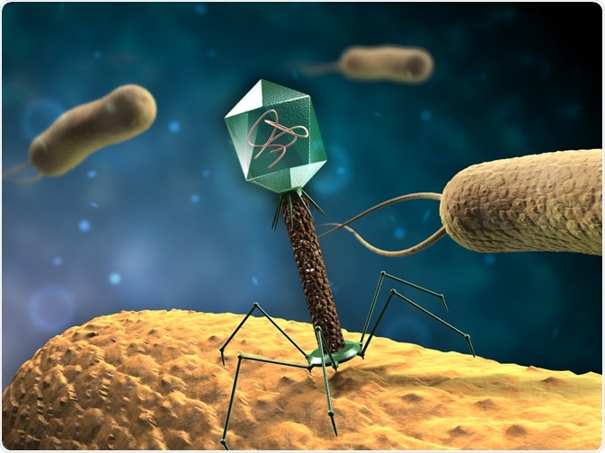 Temperate bacteriophage inserting genome into host cell - by Andrea Danti