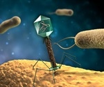 Temperate Bacteriophages and the Lysogenic Cycle