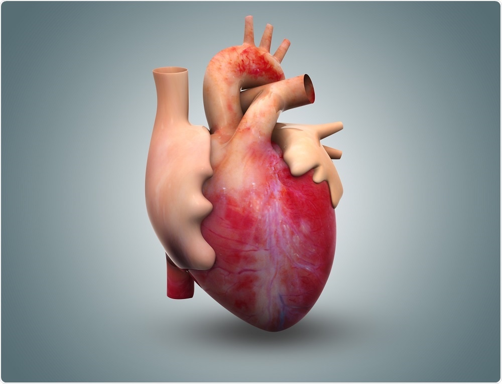 Illustration of a human heart - by Gen Epic Solutions