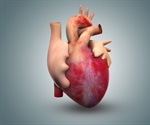 Training heart cells in culture to mimic human cardiac tissue