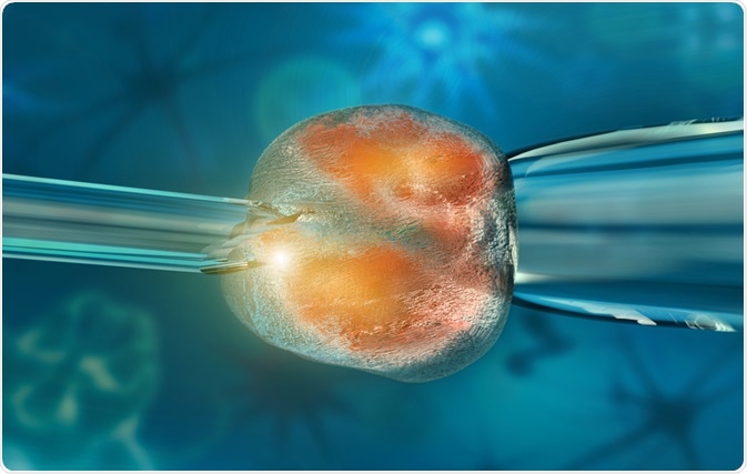 Illustration of a stem cell being cloned - by Giovanni Cancemi on Shutterstock