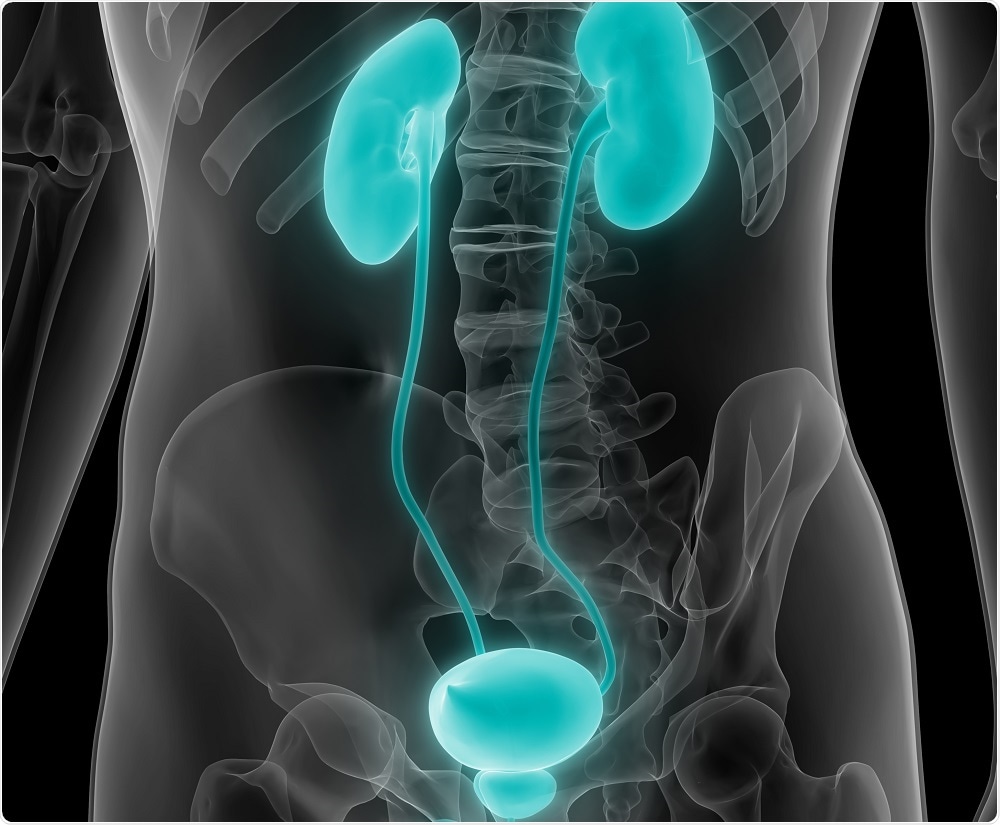 Bladder and kidneys - an illustration by magic mine on shutterstock